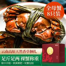 【活蟹】诚蟹一品 大闸蟹鲜活 全母蟹8只装 螃蟹生鲜现货特大 中秋国庆节日水产礼盒 全母蟹2.6-2.8两 8只