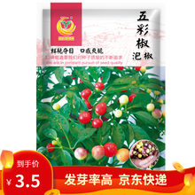 凤鸣雅世  广西七彩椒种子五彩椒种子大全泡椒种籽朝天椒蔬菜种孑盆栽阳台园艺食用辣椒籽 春季蔬菜种子 五彩椒、泡椒种子100粒原装