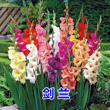 碧鼎 户外多年生花卉种子剑兰种球唐菖蒲花种子十三太保四季种易活球根花籽花草种子庭院阳台观花切花植物 剑兰种球混色 3个
