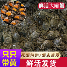 现货鲜活小螃蟹活的一元蟹两元蟹母蟹毛蟹大闸蟹河蟹母包赔 欧登城娜 1.9-2.2两5公5母