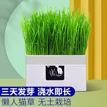 派乐特猫零食 京东