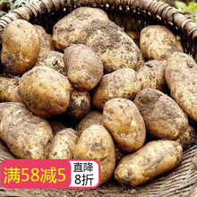 贵州土豆新鲜威宁洋芋发黄心马铃薯农家自种新果现发 5斤净重 小果