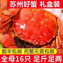 【活蟹】苏州大闸蟹礼盒装 全母鲜活螃蟹 龙行六月黄大闸蟹超大活体生鲜海鲜现货 公母蟹2.3-2.6两 8只