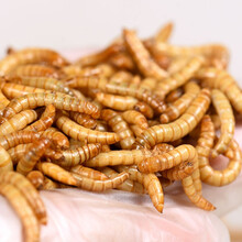龟真寿 面包虫活体 黄粉虫活虫 鹦鹉鱼 金龙鱼仓鼠乌龟蜘蛛守宫鹦鹉鸟活体饲料 1000条（1cm左右）开口虫
