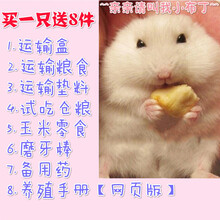 小仓鼠幼崽活物活体宠物三线布丁紫仓宝宝可买一对情侣