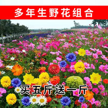 花卉种子花籽格桑花波斯菊百日草野花组合硫华菊金鸡菊四季种植易活开花不断花海种植卓天 多年生野花组合半斤