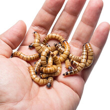 龟真寿 大麦虫活体 鹦鹉鱼 红龙金龙鱼仓鼠乌龟蜘蛛守宫鹦鹉鸟活体饲料 100条（4-6cm）