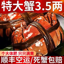 【活蟹】【现货】 大闸蟹鲜活 六月黄  喜鲜德 现货大螃蟹 江苏特产 湖蟹  稻田蟹 生鲜 六月黄2.2-2.6两12只