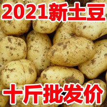 新鲜大土豆马铃薯黄皮土豆现挖应季蔬菜批发 【大果】10斤装