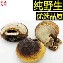 康中尊 【源头保正】纯须元果 野生须元果 隐孔菌干品100克