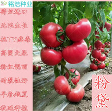 进口耐热番茄种子大果高产 西红柿种子早春越夏秋延番茄籽--粉黛 粉黛番茄籽分装100粒