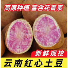 云南七彩土豆红皮红花心新鲜土豆老品种农家五花洋芋马铃薯 大果 带箱10斤