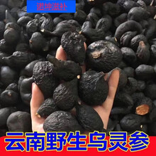 伟博云南野生乌灵参10克鸡枞蛋干货中药材乌苓参雷震子鸡茯苓 野生乌灵参（50克）超值装