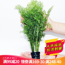 水草活体懒人草鱼缸造景水草活体套餐鱼缸水草有茎类水榕中后景真水草活体水草水族箱装饰小鱼缸造景 水芹（5只一组）