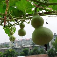 八宝葫芦娃迷你手捻葫芦种子特大葫芦食用西葫芦种子瓠子种子 八宝葫芦5粒