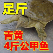 大甲鱼活体生态王八鳖鲜活老鳖 2.2-2斤老鳖仅10只