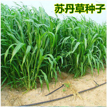 高产苏丹草种子 高丹草种子 养殖牧草种子猪牛羊鱼渔草籽种籽 骏楷园林 苏丹草种子(半斤)