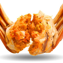 【活蟹】大闸蟹鲜活六月黄公母特大礼盒装 罗菲迪新 母(1.8-2.2两)10只