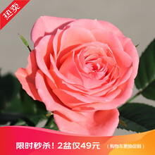 【虹越】迷你玫瑰100#盆栽苗 天卉苑盆花系列 室内居家装饰花卉 renata粉色