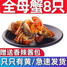 大闸蟹鲜活特大全公母蟹螃蟹六月黄现货礼盒装海鲜水产0.8-3.5两 (全母)1.6-2两8只