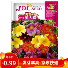 凤鸣雅世 美女樱种子混色四季绣球五色梅美人缨景观花海庭院室内阳台花种子室内阳台盆栽庭院四季花卉花籽 我的花园金丹隆美人襟种子 20粒1袋