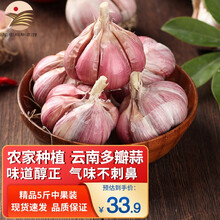 云南新鲜紫皮大蒜干蒜 瓣蒜5斤（中果3.5-4.5cm）