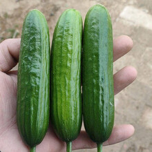 寿禾 旱黄瓜种子家庭种植蔬莱阳台庭院绿刺本地水果黄瓜东北瓜大田秋季四季播种疏蔬菜菜子种籽种孑菜籽菜仔 中蔬中农59号水果黄瓜种子 3g/袋