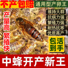 祉鹿 中蜂蜂王活体高产蜜蜂产卵王种王蜂群开产王阿坝原种仓王双色杂交处女王 土蜜蜂处女王【包活到手】