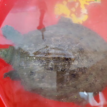 鲜美惊 野养外塘放养黑花甲鱼活王八老鳖元鱼团鱼批发送礼包活 0.5两-0.9两小黑花