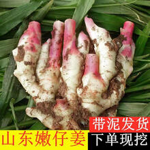 生姜新鲜嫩姜沙姜食用糖醋仔姜鲜嫩红芽大姜批发 【脆嫩无丝嫩姜】 出口红芽嫩姜净重5斤装