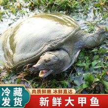 【冷藏发货】公雄大甲鱼鲜活活体食用团鱼鲜活王八中华鳖批发营养老鳖 米金船卡 2斤1只 公甲鱼(1.7-2斤)