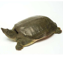 外塘大甲鱼活体生态王八中华鳖鲜活老鳖团鱼 姬美食尚 5斤大老鳖