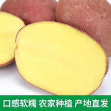 红皮土豆新鲜现挖5斤10斤选洋芋马铃薯蔬菜大土豆单果 精选 5斤中果红皮黄心
