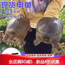 3斤活体放养王八团鱼食用滋补老鳖甲鱼鲜活水产 1250g 原味