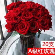 轻奢芊阙玫瑰花鲜花云南基地直发批发红玫瑰百合香槟爱莎水养家居插花花材 A级红玫瑰（20支60厘米）