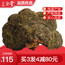 三京堂 野生松针层孔菌 长白山松针灵芝整枝 松树桑黄菌茶 500g 野生松针层孔菌