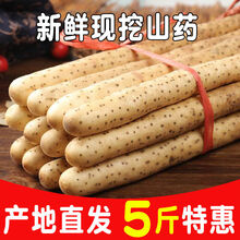 新鲜直达铁棍麻山药正宗焦作淮山药新鲜小白嘴粉糯现挖 5斤铁棍山药(精选大果)