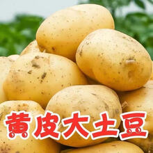 【超低价】新鲜黄心土豆批发大马铃薯小土豆现挖现发蔬菜5/10斤 5斤中果