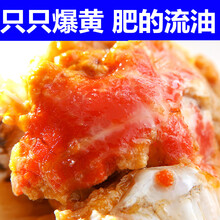 【活鲜】大闸蟹鲜活海鲜水产螃蟹六月黄活体河蟹 塞红康尔 尝鲜款(1.5-2.1两)10只