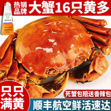 【活蟹】蟹爵螃蟹1.8-2.1两六月黄大闸蟹16只 鲜活生鲜现货河蟹活体实物礼盒