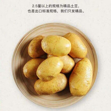 甘肃沙漠爆皮板栗马铃薯 新鲜农家现挖小土豆小洋芋营养好吃蔬菜 10斤 小土豆