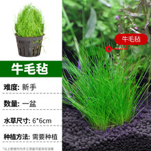 疯狂水草水草活体鱼缸水草鱼缸造景套餐真水草莫斯水榕沉木矮珍珠 【前景】牛毛毡