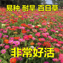 蝶沾花 花种子四季种易活百日草室外花籽种子夏季耐热耐旱花卉种子百日菊户外庭院阳台盆栽花种绿化花草种子 百日草 红色 半斤
