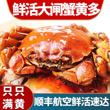 【活蟹】蟹爵六月黄大闸蟹鲜活螃蟹 特大河蟹 小螃蟹 生鲜海鲜 六月黄（3.0-3.3两）10只