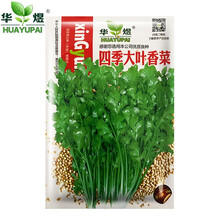 华煜四季大叶香菜蔬菜种子四季播种非转基因菜种子家庭种植阳台园艺香菜葱萝卜生菜 香菜10g装约1000粒