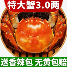 【活蟹】中阳湖大闸蟹鲜活 六月黄螃蟹 特大蟹鲜活海鲜  活物实体河蟹小螃蟹 六月黄（3.0-3.4两）6只