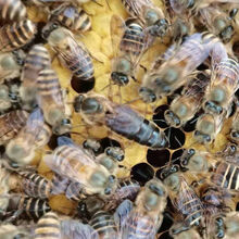 中锋蜂王 中蜂新产卵王新开产王蜂王种王阿坝王高产王产蜜王包活到手 红环新产卵王(杂)(不产包退)