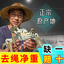 【活蟹】 伊乐草 太湖大闸蟹 鲜活现货 六月黄螃蟹  去绳净重 现货6月黄  12只 1.6-1.8两
