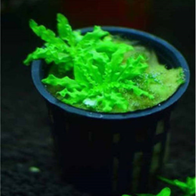 [抖音推荐]鱼缸装饰水草种子活体淡水真植物牛毛莫斯养鱼养虾造景牛毛草坪泥 06号大喷泉6000粒
