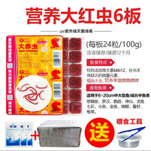 冷冻红虫冰冻血线虫牛心汉堡丰年虾干鹦鹉罗汉七彩神仙龙鱼食饲料 6板营养大红虫